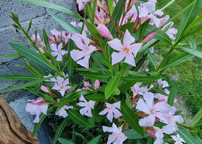 Bed & Breakfast La Sctaleta 3*