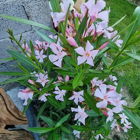 Bed & Breakfast La Sctaleta 3*